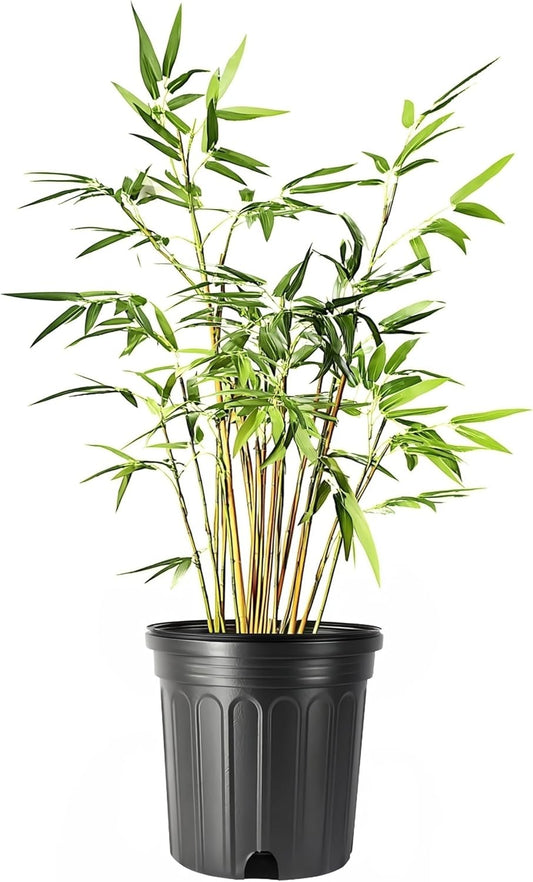 Green Hedge Bamboo | 3 Large Gallon Size Plants | Bambusa multiplex | Fast Growing Privacy Screen | Clumping Bamboo for Landscapes Gardens Walkways Accent Foundation Beds Decorative Garden