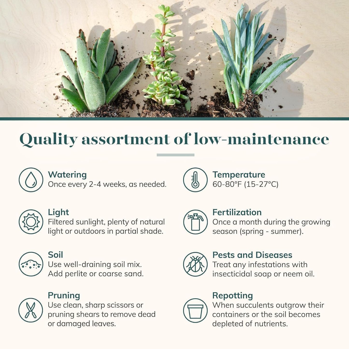 Shop Succulents Mixed Succulent Plant Pack 2" Grow Pot Pack of 64
