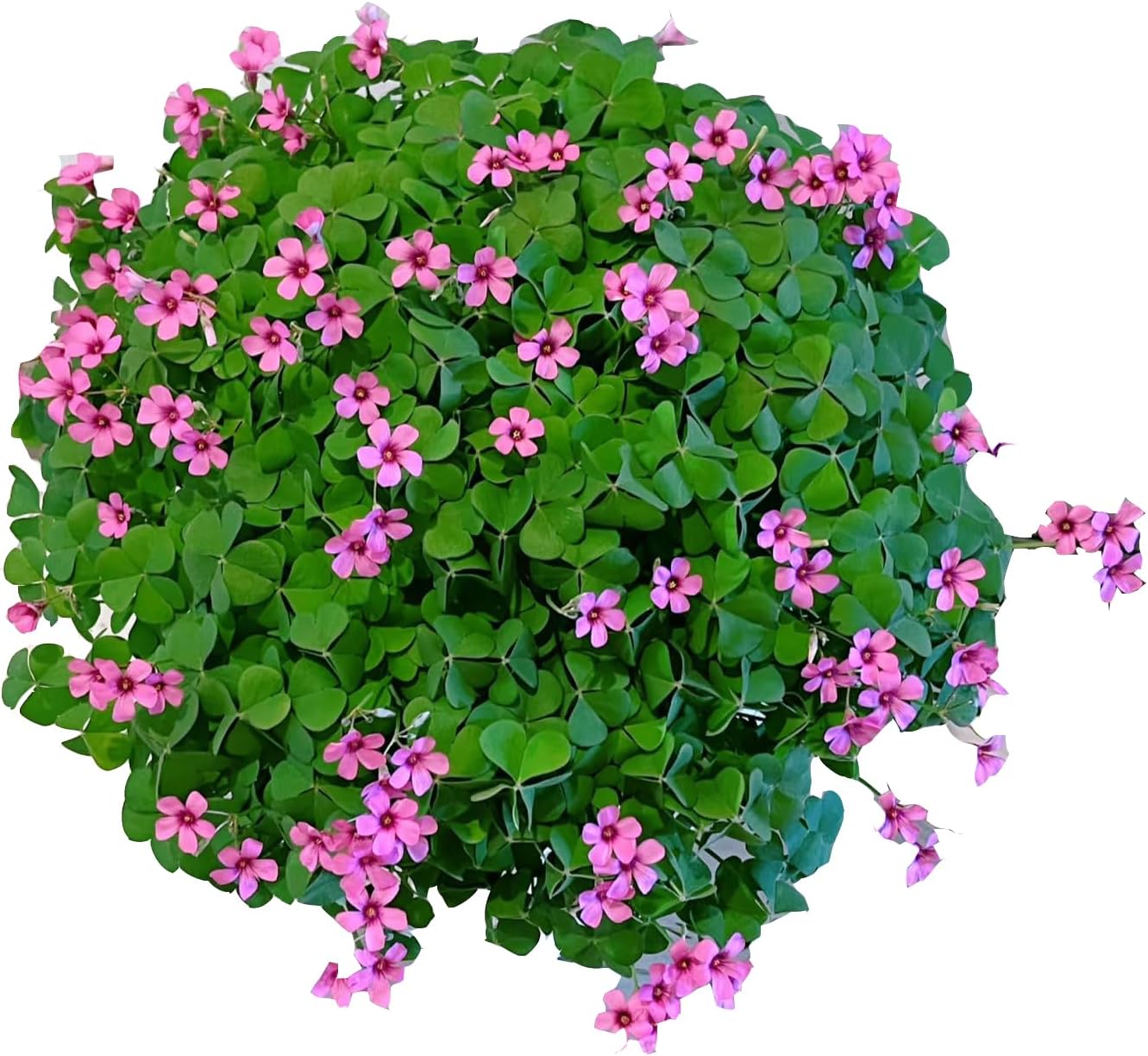 24 Pack Iron Cross Shamrock Plant Bulbs, Live Oxalis Bulbs for Indoor Outdoor Gardens, Year-Round Perennial Lucky Shamrock Plants Live in Pots Home Decor