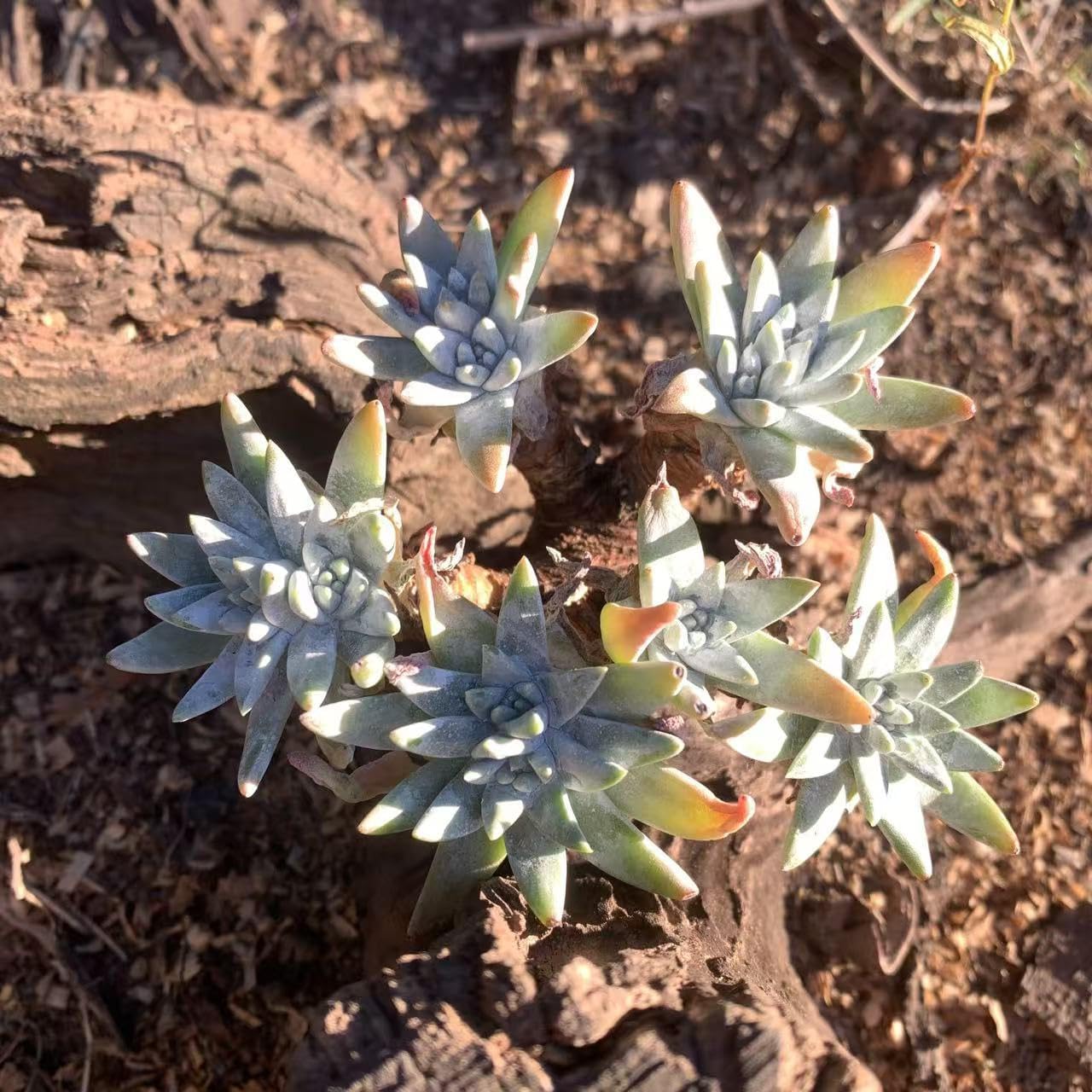 Dudleya Gnoma S.W.McCabe Rare Live Succulent Plants, Over 5 Heads Pot Size 3.4 inches Pink Live Plant, Excludes Pot Soil, Garden Indoor Office Desk, Party Baby Shower Decor, Gift for Plant Enthusiasts