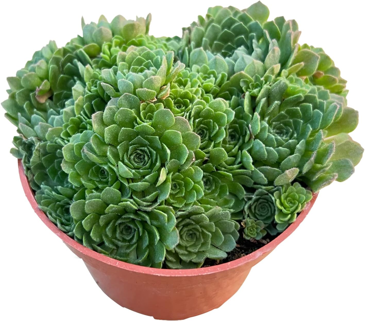 Sprout N Green Rosularia platyphylla, 1 Live Succulent Plant Fully Rooted in 4" Pot, House Plant for Indoor Outdoor Home Office Wedding Decoration DIY Project Party Favor