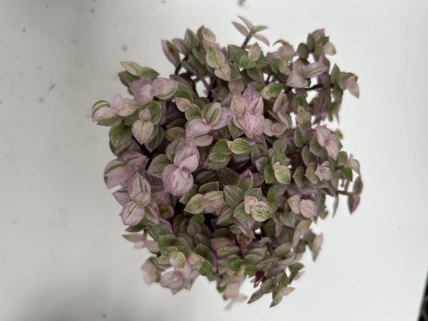 3 Pack Callisia Repens Collectors Pack ~ 3 Varieties VAR Bolivian Gold, Pink Lady and Bolivian Gold ~ Live Potted Houseplants for Home and Garden ~ Low Maintenance, Vibrant Foliage, Indoor Outdoor