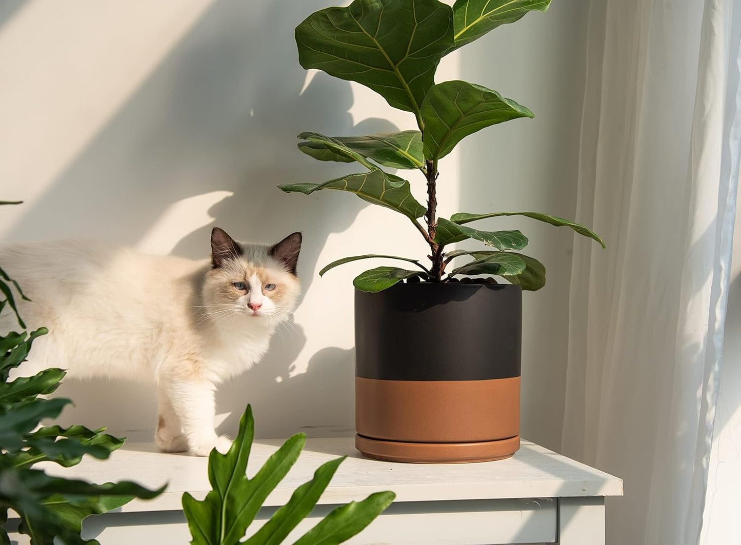 D'vine Dev 8 Inch Ceramic Planter Pot with Drainage Hole and Saucer, Indoor Cylinder Round Planter Pot, Black/Speckled Tan, 94-O-D-7