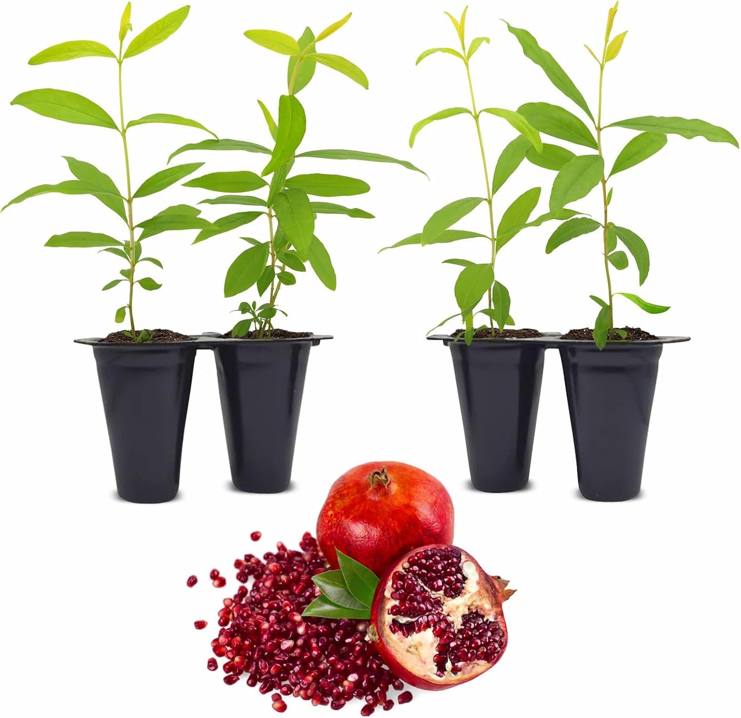 Pomegranate Wonderful Live for Sale (4 Pack) | Easy to Grow Plants | Edible Fruit Plant for Sustainable Living | Grow Your own Food on Your Edible Organic Garden| Live for Planting| 2 inch Pot