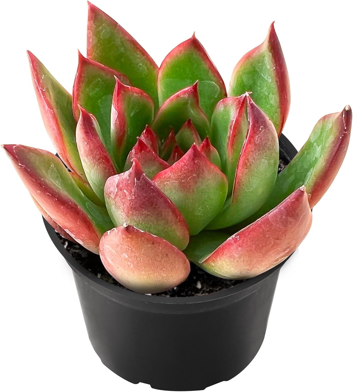 2" Live Succulent 'E. Agavoides Horse', Rare Succulent Plants Fully Rooted in Pots, Unique House Plant for DIY, Party Favor, Home Office Decoration