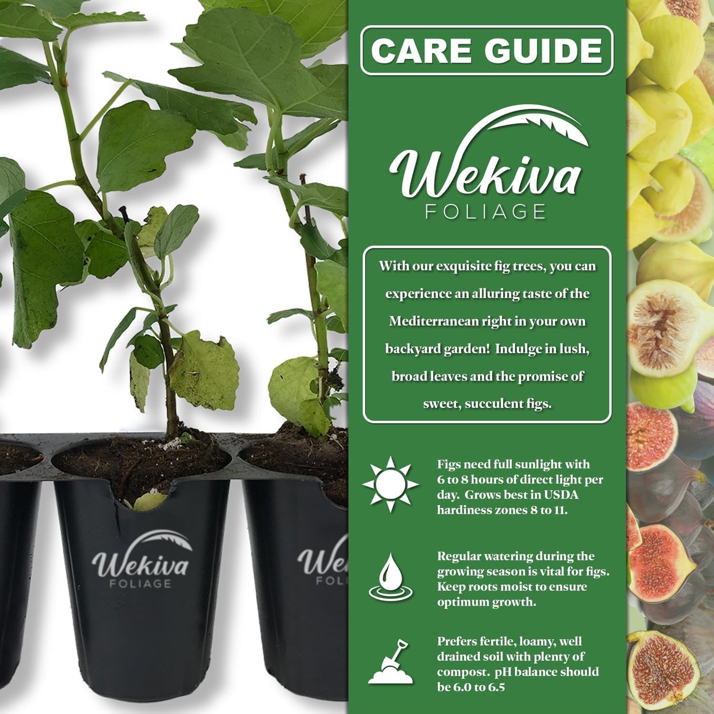 Chicago Hardy Fig Tree - 4 Live Starter Plants - Ficus Carica - Edible Fruit Tree for The Patio and Garden