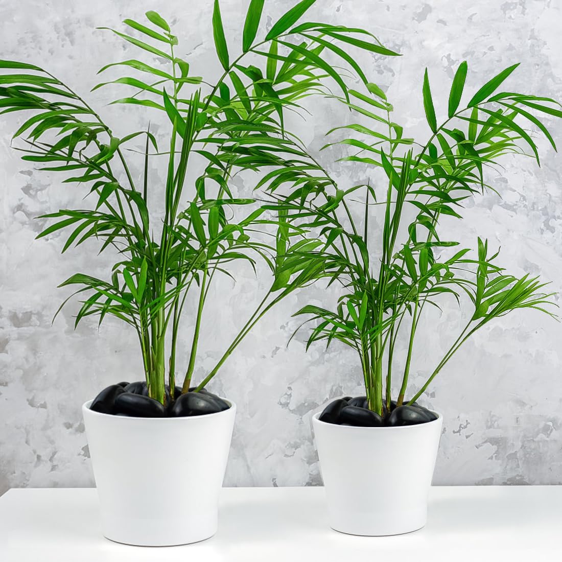 5lbs Black Pebbles for Plants, 2-3 Inch High Polished Natural Large River Rocks for Landscaping, Decorative Stones Vase Filler Fish Tank Aquariums Garden Outdoor and Indoor DIY