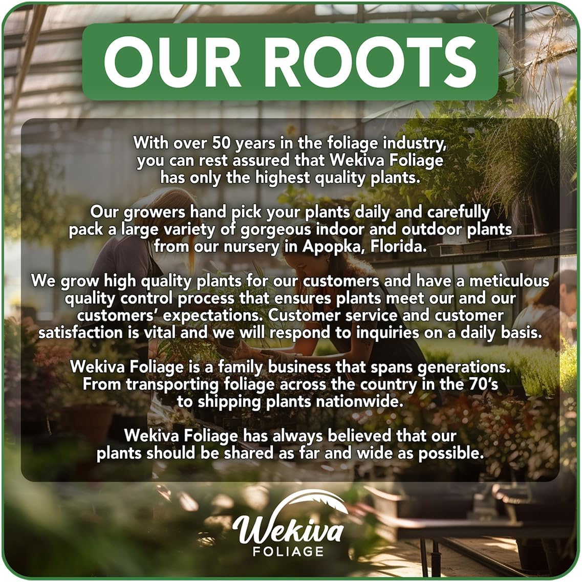 Celeste Fig Tree - 4 Live Starter Plants - Ficus Carica - Edible Fruit Tree for The Patio and Garden