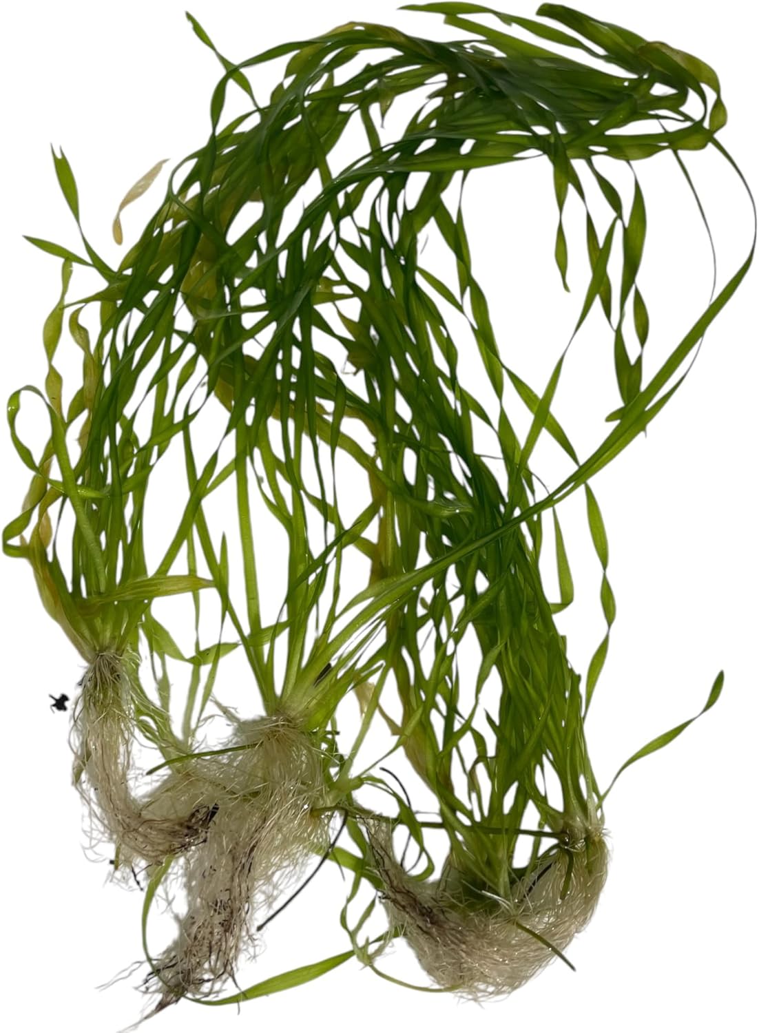 Vallisneria Asiatica Easy Freshwater Aquarium Live Plant with Roots (7 Plants)