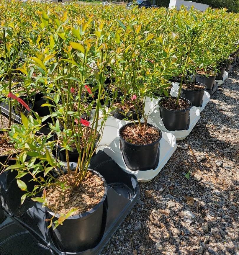 Mini Blues Blueberry Bush - Live Plant - (2.5 QT)