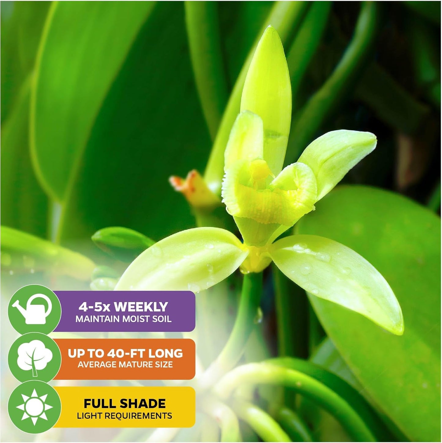 Vanilla Bean Orchid Live Plant (3-Pack) - Vanilla planifolia by Wellspring Gardens - Fragrant Vanilla Beans, Versatile Vine, Tropical Elegance, Aromatic Treasure - Vanilla Bean Starter Plant