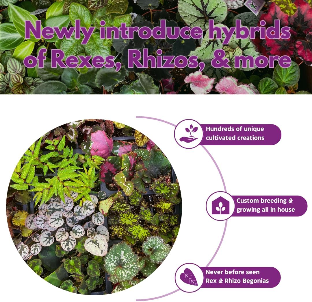 BubbleBlooms Peperomia Assortment, 6 Different peperomias in 2 inch pots Grower's Choice