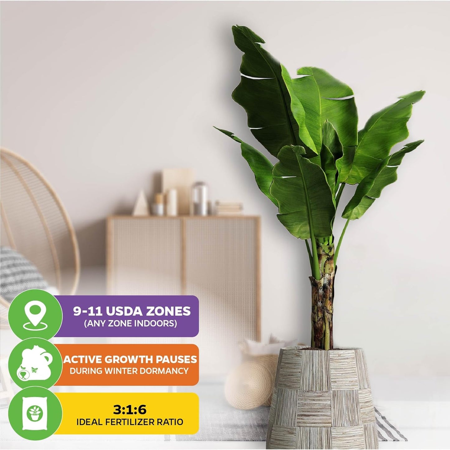 Dwarf Kokopo Banana Plant - Musa acuminata by Wellspring Gardens - Swift Fruiting, Exquisite Taste, Orange-Tinted Pulp, Container and Outdoor Growth, Vitamin A and Beta Carotene-Rich Banana