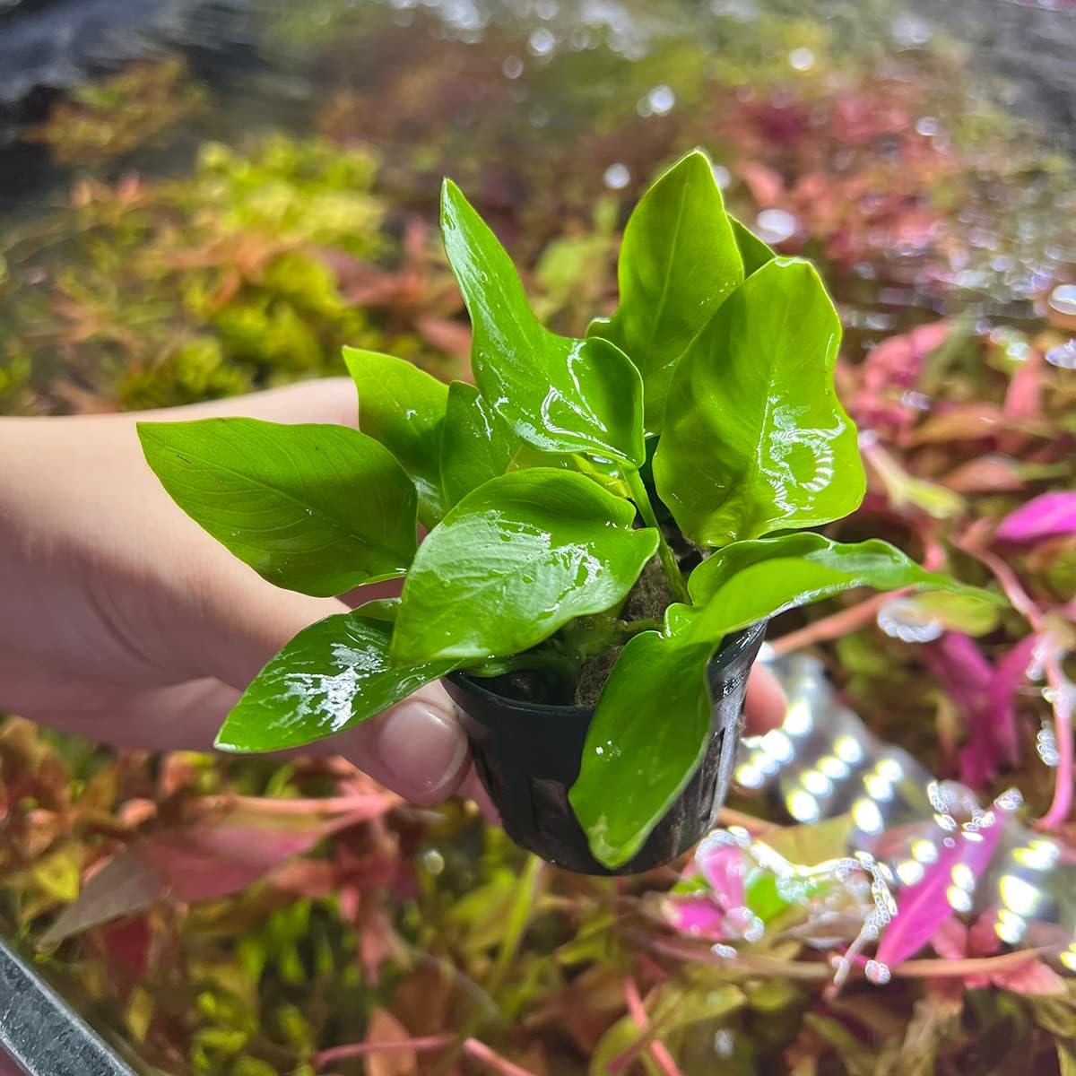 Anubias Live Aquarium Plants - Potted Freshwater Plant for Fish Tanks, Terrariums - Beginner Friendly Low Light (Nana Golden, 1 Pot)