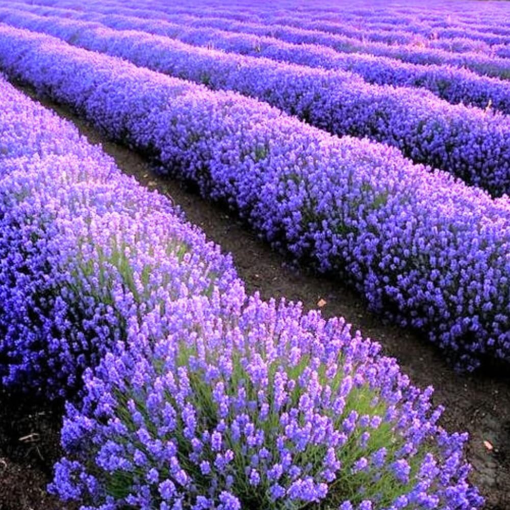 Set 2 Lavender Plants Live, Lavandula Perennial Flower Plants Indoor Outdoor, Well Rooted Plugs 3 to 5 Inch Tall to Grow (Provence Lavender)