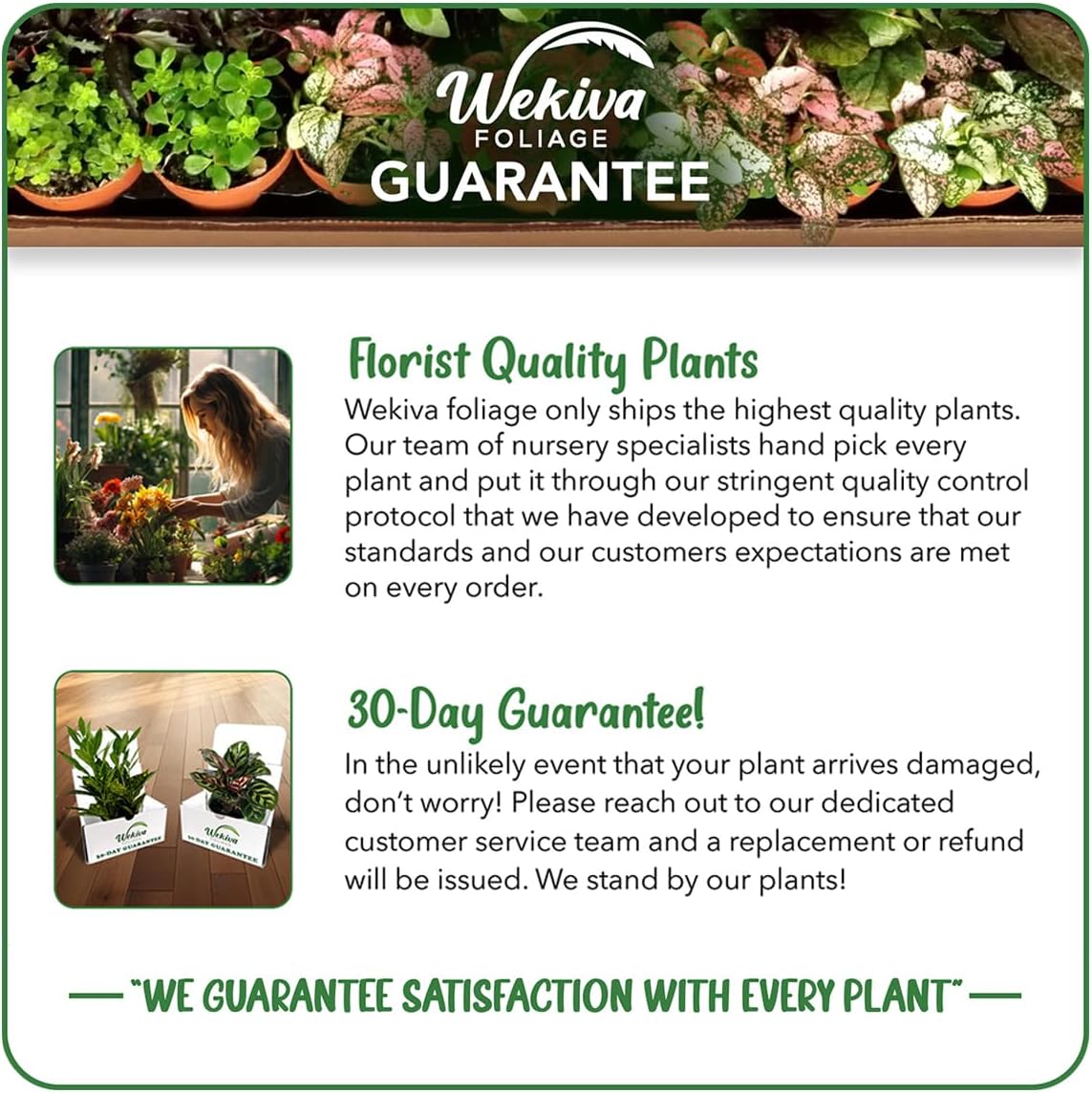 Chicago Hardy Fig Tree - 4 Live Starter Plants - Ficus Carica - Edible Fruit Tree for The Patio and Garden