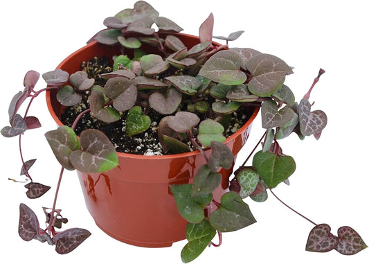 Live Succulent 4" String of Hearts, Succulents Plants Live, Succulent Plants Fully Rooted, Hanging House Plant for Home Office Decoration, DIY Projects, Party Favor Gift by The Succulent Cult