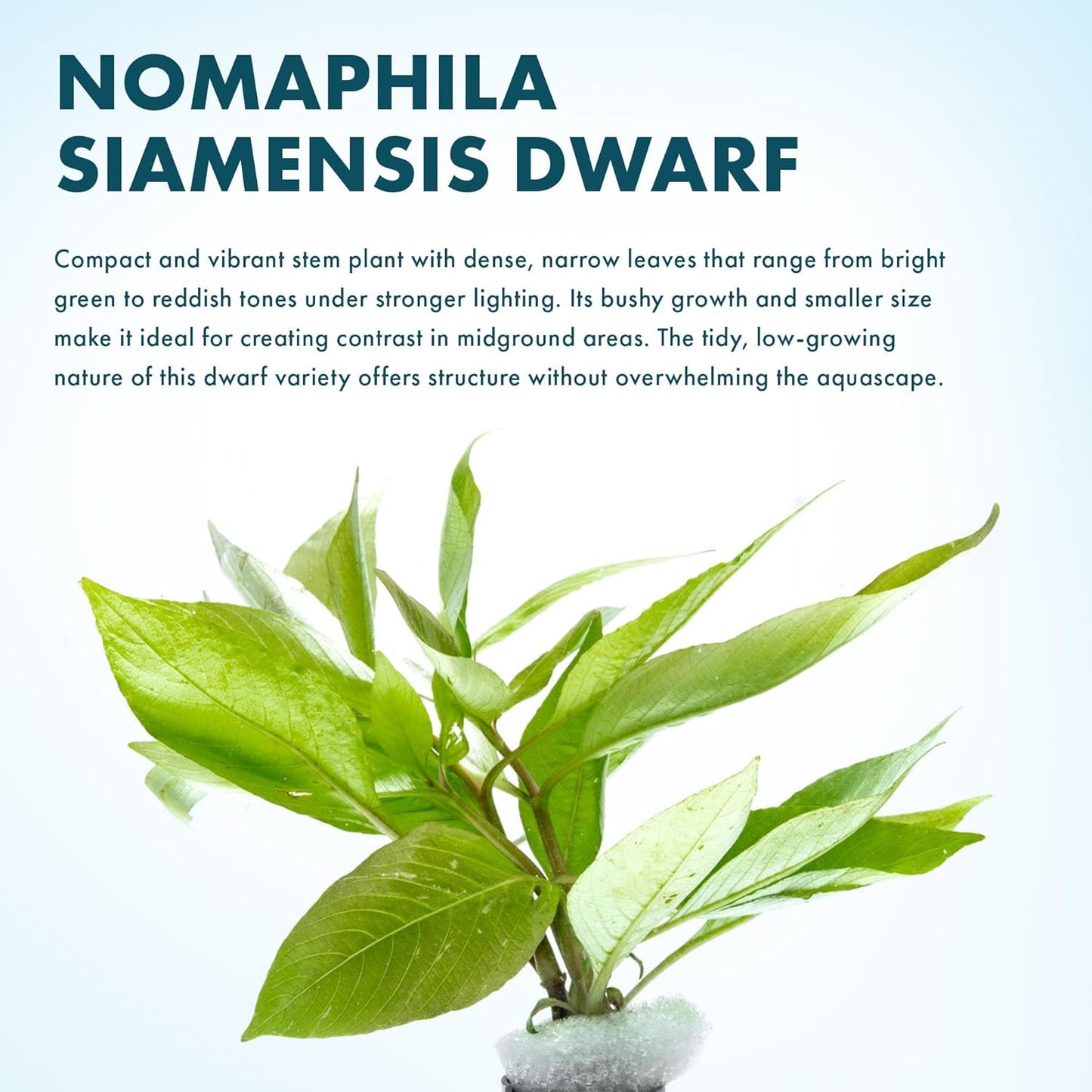 Dwarf Hygrophila Corymbosa Siamensis Live Aquarium Plant - Freshwater Fish Tank Decorations and Natural Aquatic Decor (1)