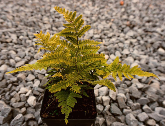 Greenwood Nursery: Live Perennial Plants - Autumn Brilliance Fern + Dryopteris Erythrosora - [Qty: 3X Pint Pots] - (Click for Other Available Plants/Quantities)
