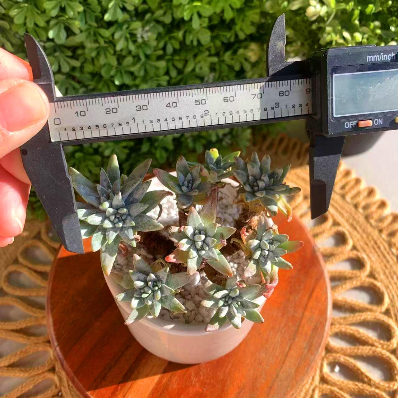 Dudleya Gnoma S.W.McCabe Rare Live Succulent Plants, Over 5 Heads Pot Size 3.4 inches Pink Live Plant, Excludes Pot Soil, Garden Indoor Office Desk, Party Baby Shower Decor, Gift for Plant Enthusiasts