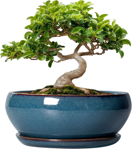 SQOWL Bonsai Pots - 8 Inch Ceramic Succulent Pots with Drainage Hole and Saucer, Round Shallow Planter for Indoor Outdoor Plants Flowers, Ceramic Planter Bowl, Room Decor, Gardening Gifts, Blue