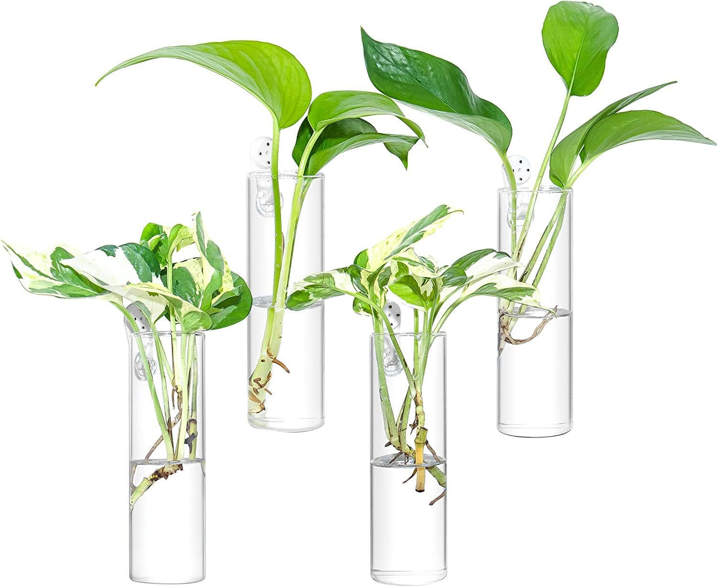 Ivolador Wall Plant Propagation Station Hanging Glass Planter Vase Terrarium Container Cylinder Shape Perfect for Propagating Hydroponic Plants Home Office Garden Decor Wedding-4PCS