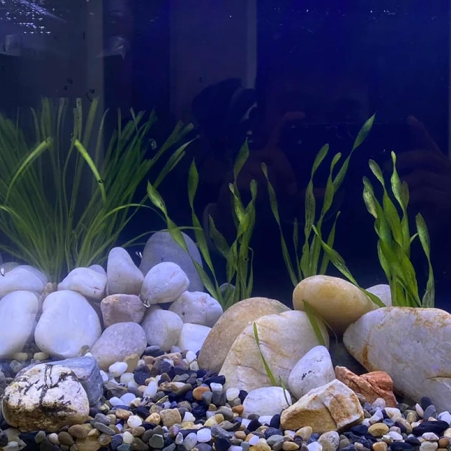 Natural River Rocks, 2-3 Inch River Rocks for Landscaping, Mixed Colors Pebbles for Plants, Flower Beds, Indoor Fountains, Gardens, Paths, Backyards, Fish Tanks(20lbs Bulk)