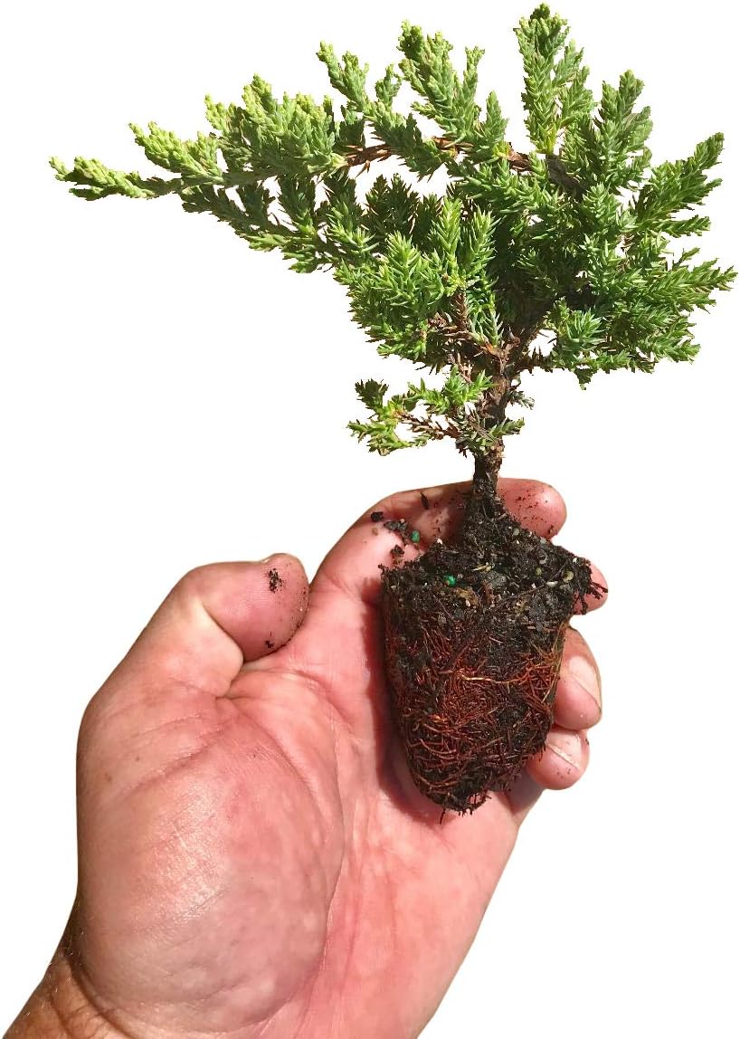 Juniper Procumbens Nana - 3 Live Plants - Drought Tolerant Evergreen Groundcover - Great for Bonsai