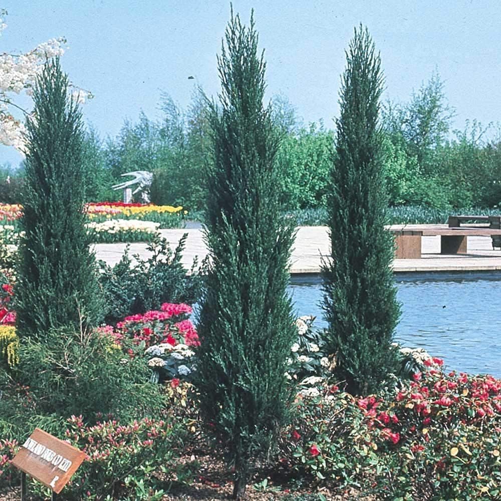 Skyrocket Juniper | 20 Live Plants | Juniperus Scopulorum | Evergreen Privacy Screen, Fast Growing Landscape Tree, Low Maintenance Garden, Ornamental Foliage, Drought Tolerant Plant