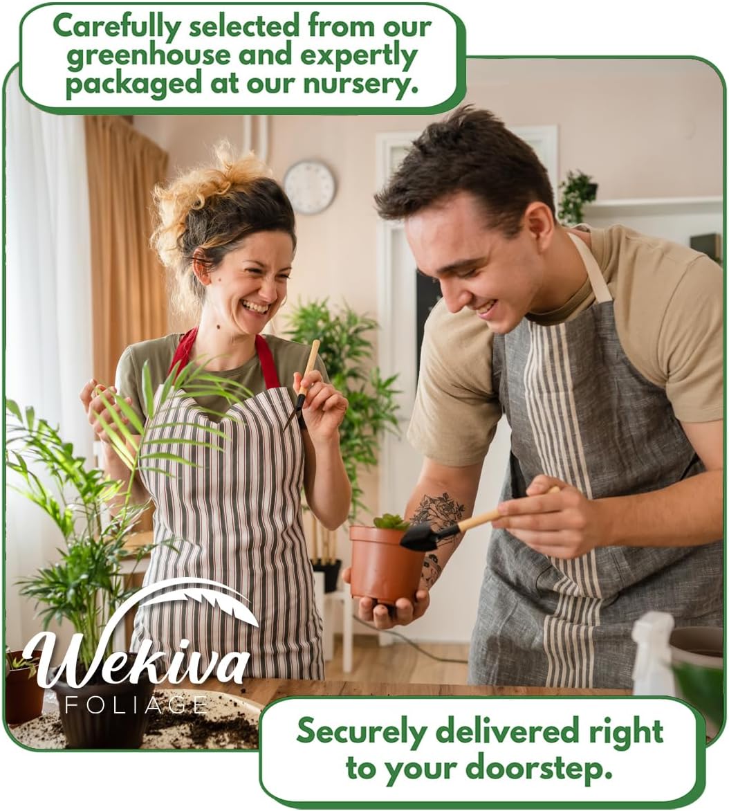 LSU Gold Fig Tree - 4 Live Starter Plants - Ficus Carica - Edible Fruit Tree for The Patio and Garden