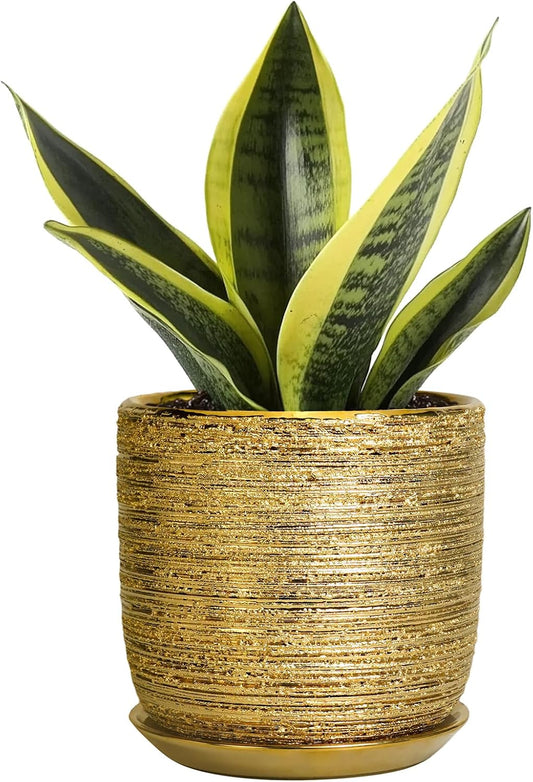 Succulent Pot 5 Inch - Ceramic Plant Pot for Indoor Flowers, Decorative Round Indoor Planter with Drainage Hole and Saucer, Plant Lover Gifts, Patio Office Home Room Decor, Gold