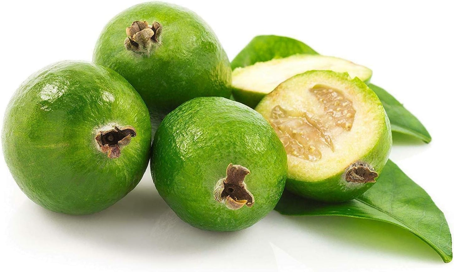 Pineapple Guava Plant - 12 Live 4 Inch Plants - Feijoa Sellowiana - Edible Flowers and Fruit