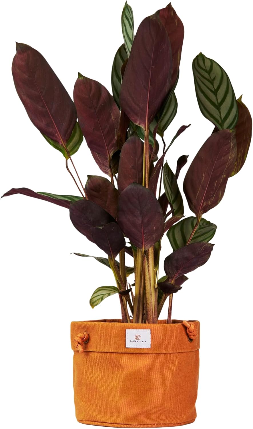 Waxed Canvas Handmade Hanging Planter for Indoor/Outdoor Plants, Hanging Basket Plant Holder Dijon Yellow with Hook