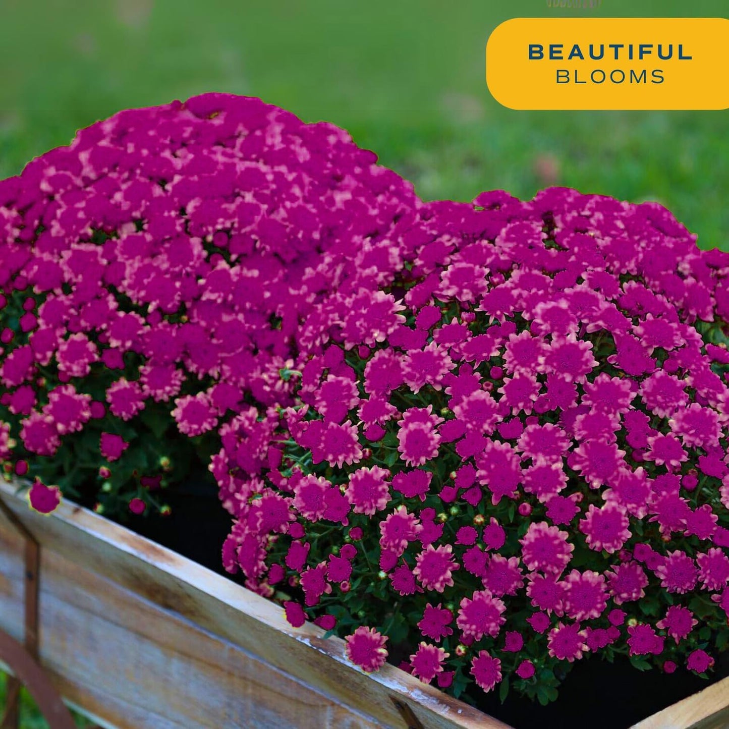 Costa Farms s Fall Mums Live Plants 2-Pack (Purple) in Grow Pots | 3 Qt. Seasonal Houseplants & Outdoor Flowers for Porch, Patio, or Garden | Ships in Bud Form for Longer Bloom