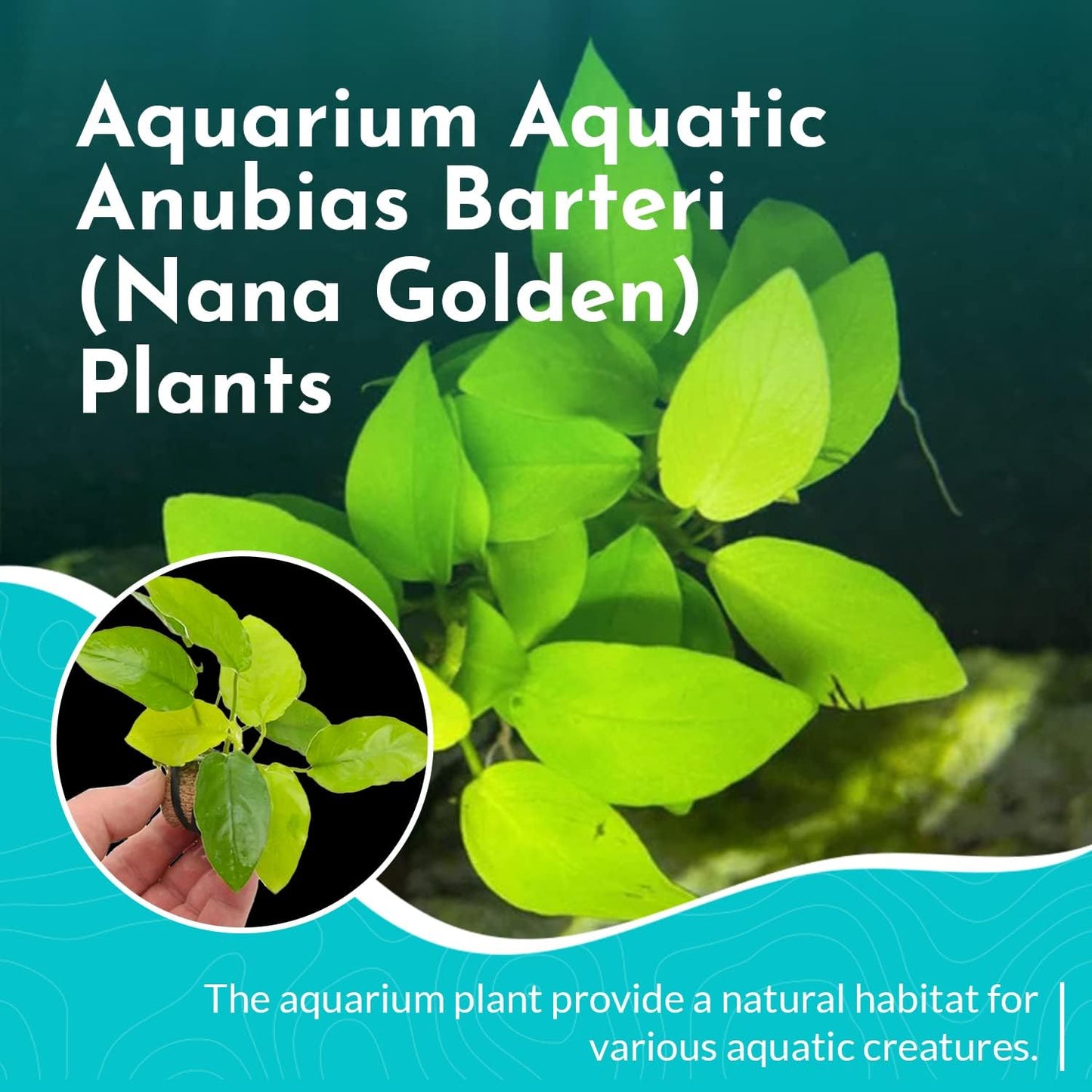 Aquarium Anubias Barteri Nana Golden - Absorb Excess Pollutants & Nitrates - All Natural & Organic Fish Resting Spots - Golden Yellow Aquatic Plants - Small