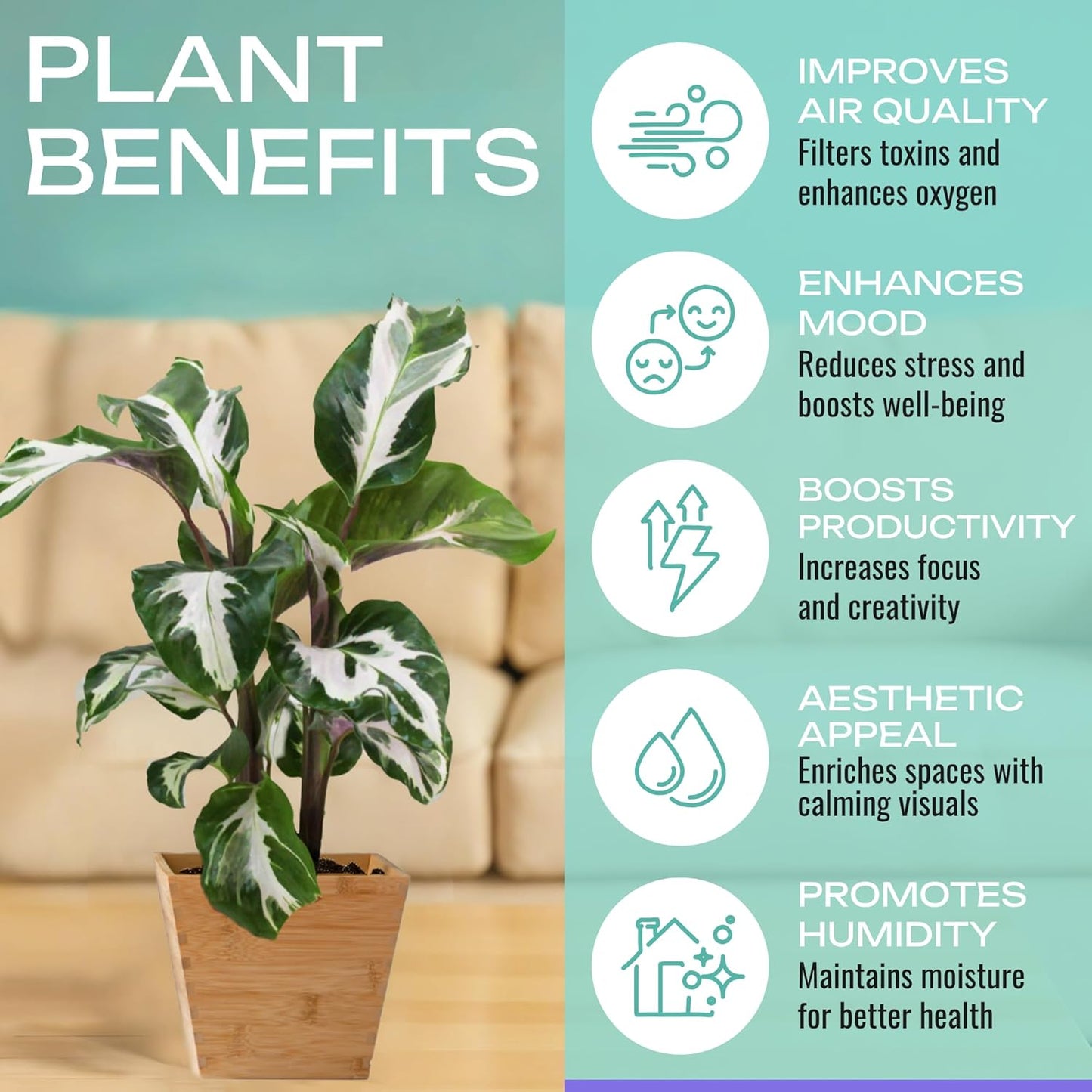 Calathea Assorted 4" pots: Grower's Pick, Indoor Plants, Easy Care Houseplant, Starter Plant,Live Indoor, Easy to Grow - Beginner Plant by Coollectiveplants (4 Pack)