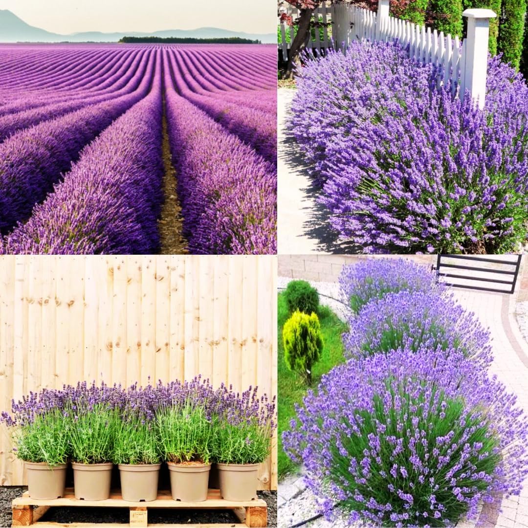 4 Lavender Plants Live, Purple Live Lavender Plant Indoor Outdoor, 5 to 8 Inch Tall Herb