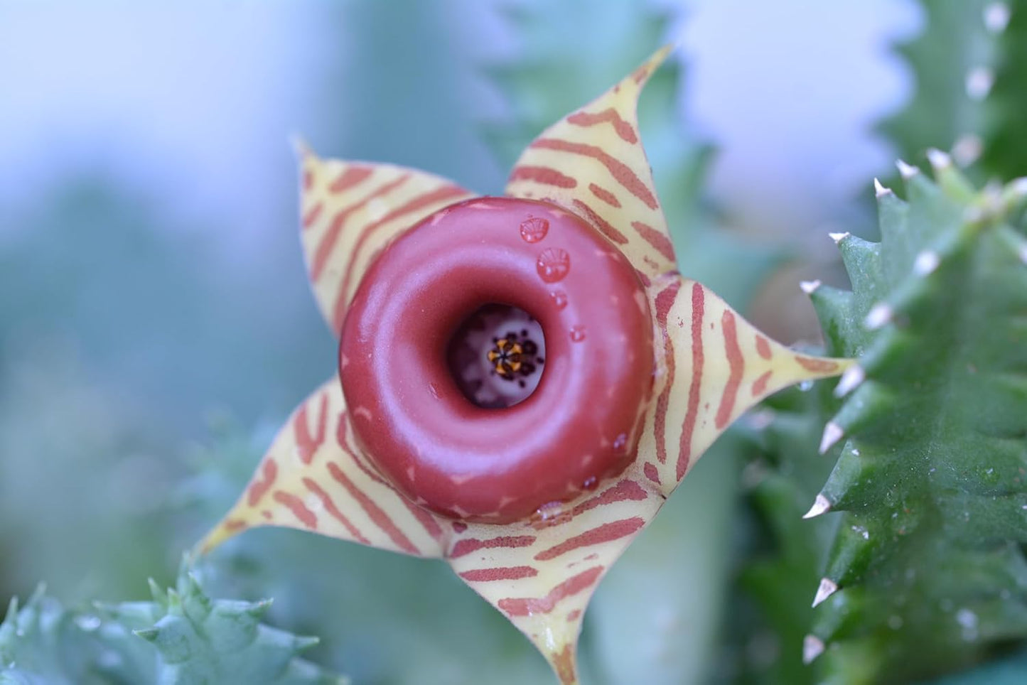 Lifesaver Plant (Huernia zebrina) Live House Plant in 2.5 inch Pot - by Smoke Camp Crafts - Organic Live Plant