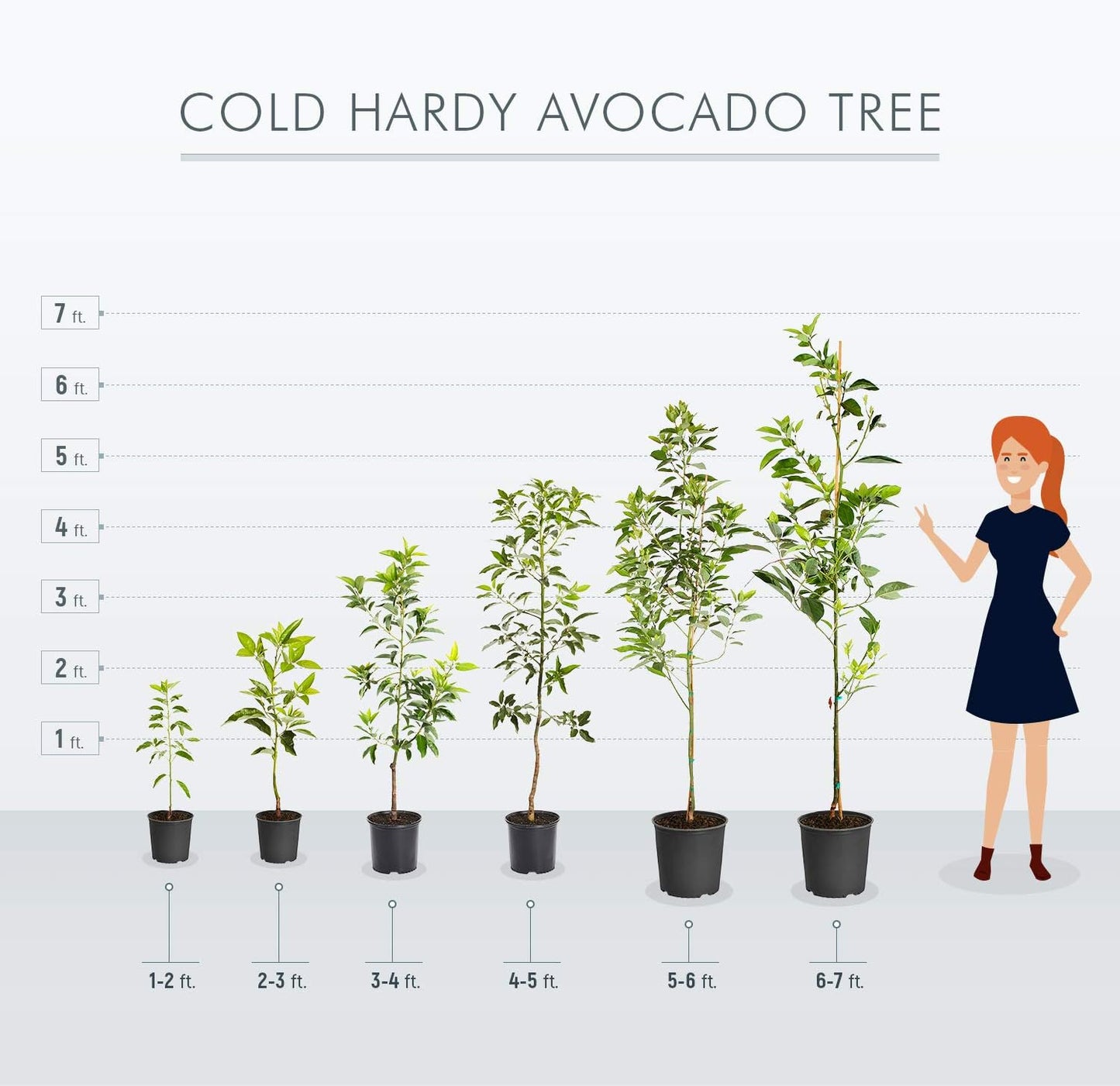 Brighter Blooms - Cold Hardy Avocado Tree, 5-6 ft. - No Shipping to AK, AZ, HI, OR