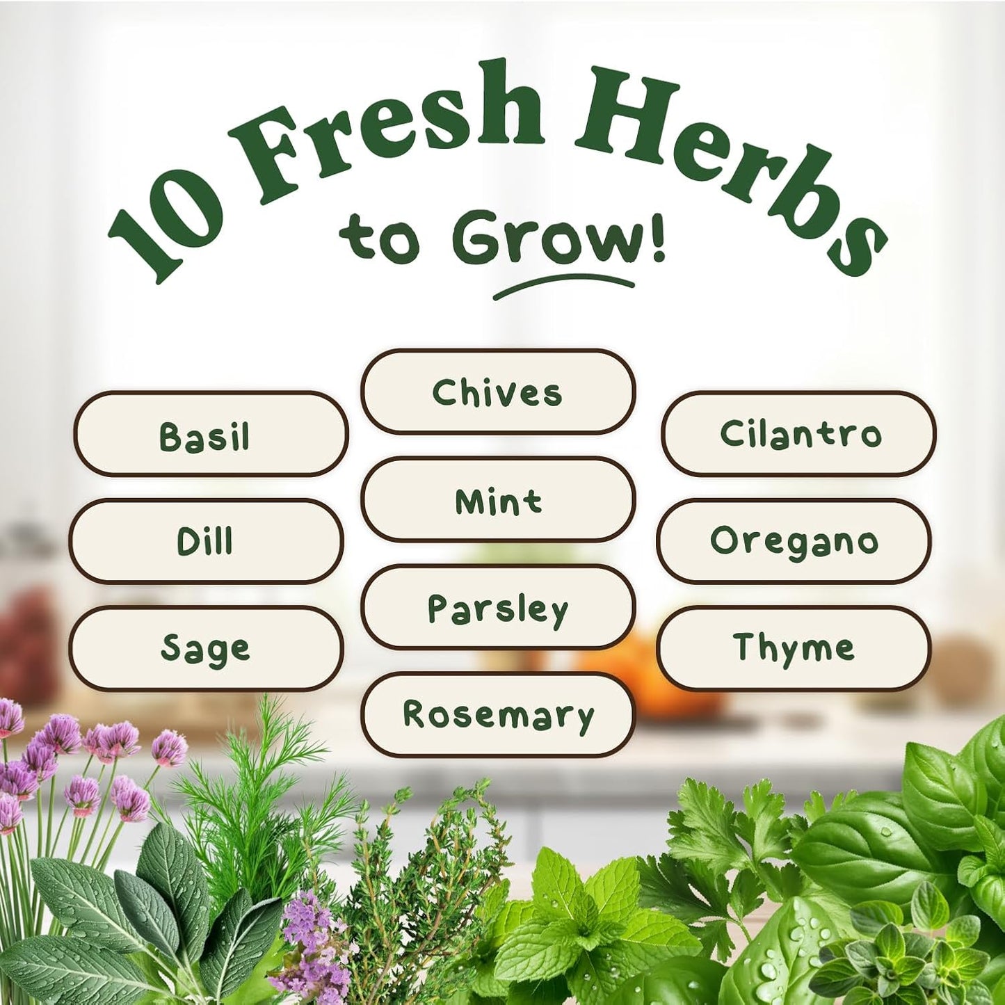 Seedboy Organic 10 Herb Variety Pack: Basil, Cilantro Mint Oregano Parsley Thyme Chives Dill Sage Rosemary for Planting Indoor and Outdoor, 5460 Non-GMO USDA Certified Seeds (10 Herb Variety Pack)