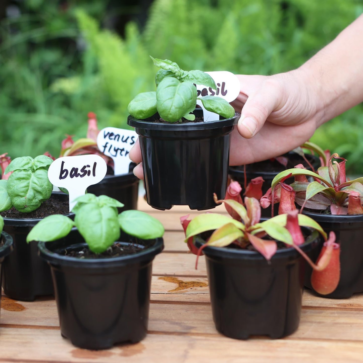 30 Pack Black Nursery Pots for Plants, 3.5 Inch Sturdy Plastic Seedling Plant Pot with Drainage Holes, Indoor Outdoor Garden Seed Starter with 30 Plant Labels