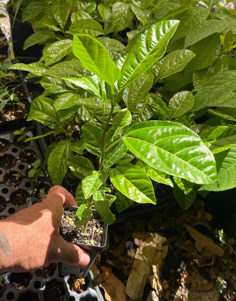 Lilikoi Yellow Passion Fruit Plant - Yellow Passion Fruit Vine - Live Plant