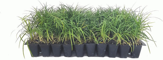 Mondo Grass - 3 Live Plants - Ophiopogon Japonicus - Live Evergreen Groundcover Plants - Shade Loving