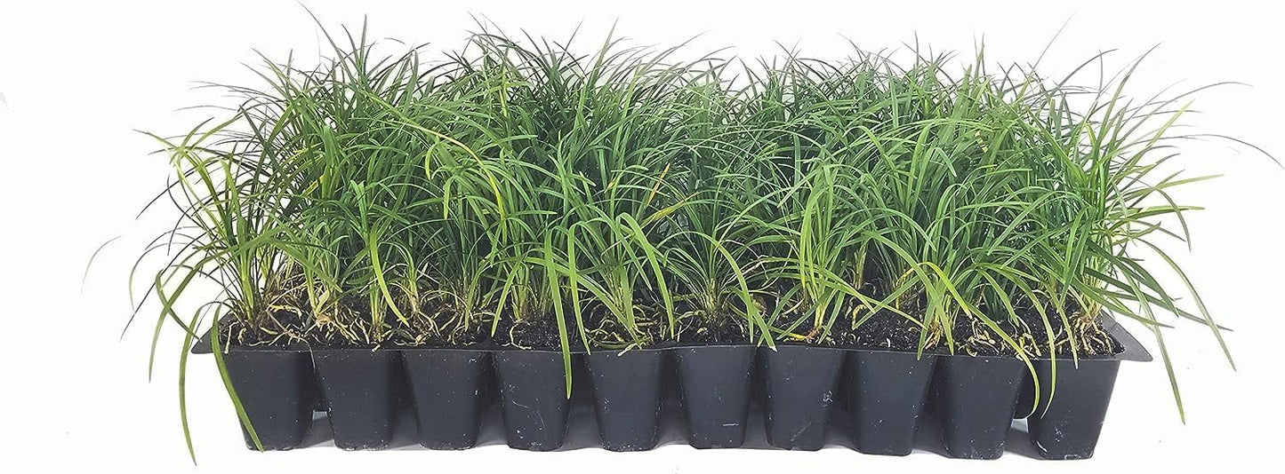 Mondo Grass - 30 Live Plants - Ophiopogon Japonicus - Live Evergreen Groundcover Plants - Shade Loving