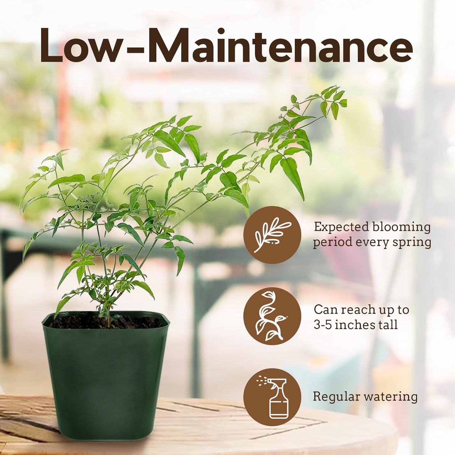 Generic Mini Pink Jasmine Vine, Fragrant and Live Houseplant, 2 Inch Pot, Jasminum Polyanthum (5)