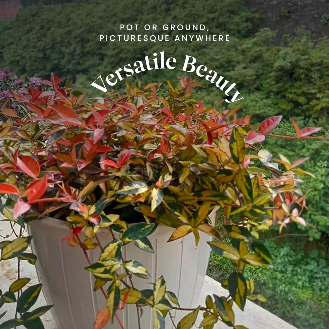 American Plant Exchange Summer Sunset Jasmine – 6-Inch with Pot – Live Fragrant Flowering Vine, Easy Care Plant for Home, Garden, Patio, or Balcony Decor