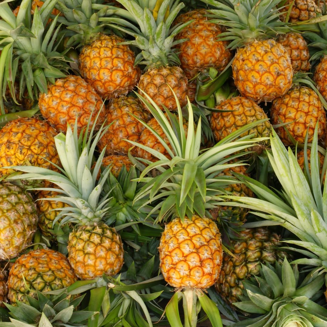 2 Elite Gold Pineapple Plants Live Bushes Shrubs Trees for Planting Outdoor, Fragrant and Sweet Pineapple, Tropical Fruit, 5 to 7 Inces Tall, No Pot