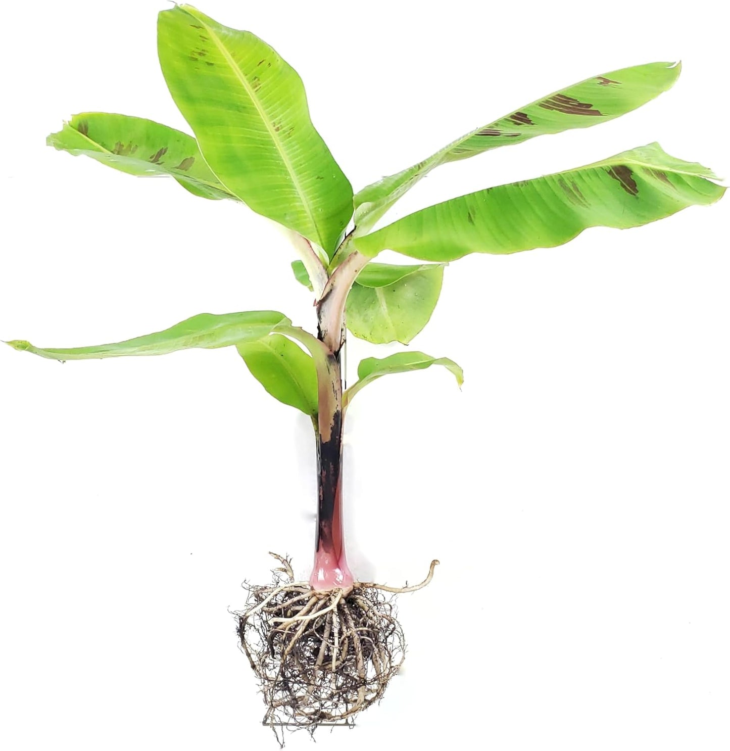 Dwarf Cavendish Banana Plant (Musa acuminata 'Dwarf Cavendish') - Indoor/Outdoor Edible Fruit Tree - Fast Growing, Grows Up to 7 Feet Tall