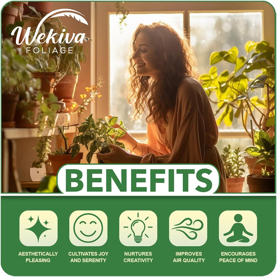 Allspice Tree - Live Plant in a 4 Inch Growers Pot - Pimenta Dioica - Beautiful Fragrant Spice Producing Tree for Patio and Garden