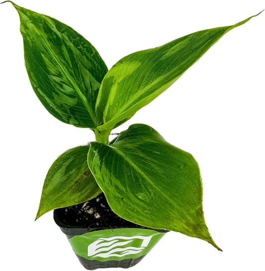 Little Prince Banana - Musa 'Little Prince' by Wellspring Gardens - Ornamental Tropical Beauty for Container Gardening and Indoors - Small Banana Live Plant